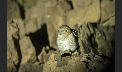 Fahlkauz (Strix hadorami)