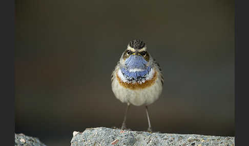 Weißsterniges Blaukehlchen (Luscinia svecica cyanecula)