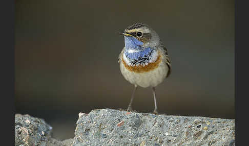 Weißsterniges Blaukehlchen (Luscinia svecica cyanecula)