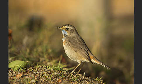 Rotsterniges Blaukehlchen (Luscinia svecica svecica)