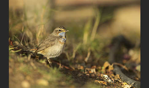 Rotsterniges Blaukehlchen (Luscinia svecica svecica)