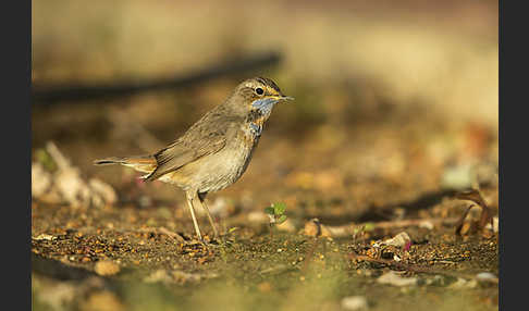 Rotsterniges Blaukehlchen (Luscinia svecica svecica)