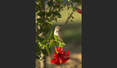 Haussperling (Passer domesticus)