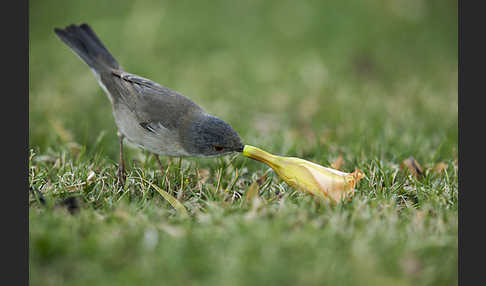 Samtkopfgrasmücke (Sylvia melanocephala)