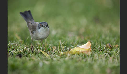 Samtkopfgrasmücke (Sylvia melanocephala)