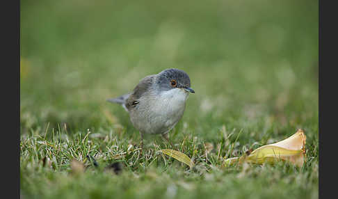 Samtkopfgrasmücke (Sylvia melanocephala)