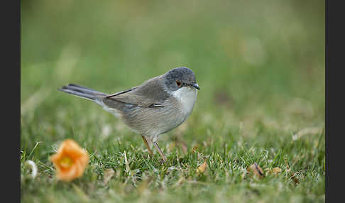 Samtkopfgrasmücke (Sylvia melanocephala)