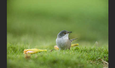 Samtkopfgrasmücke (Sylvia melanocephala)