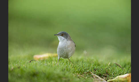 Samtkopfgrasmücke (Sylvia melanocephala)