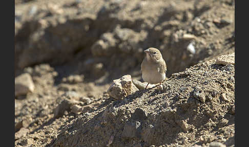 Fahlsperling (Carpospiza brachydactyla)