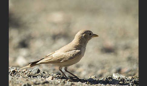 Steinlerche (Ammomanes deserti)