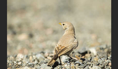 Steinlerche (Ammomanes deserti)