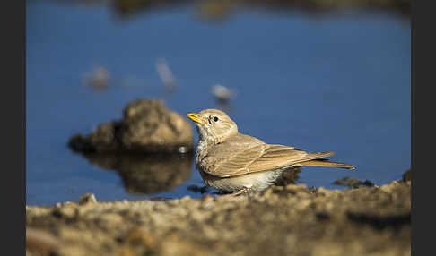 Steinlerche (Ammomanes deserti)