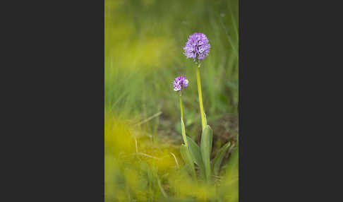 Dreizähniges Knabenkraut (Orchis tridentata)