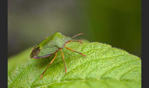 Grüne Stinkwanze (Palomena prasina)