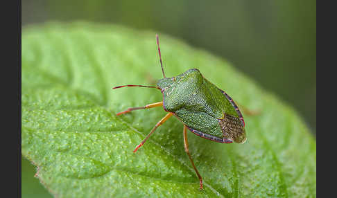 Grüne Stinkwanze (Palomena prasina)