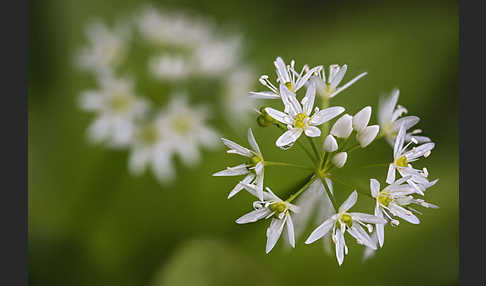 Bär-Lauch (Allium ursinum)