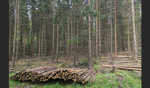 Intensive Forstwirtschaft (intensive forestry)