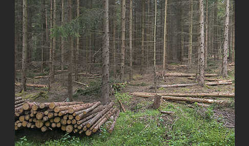 Intensive Forstwirtschaft (intensive forestry)