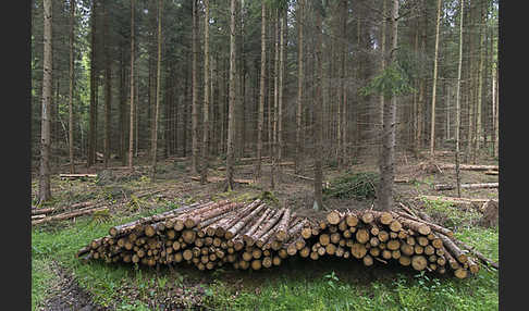 Intensive Forstwirtschaft (intensive forestry)