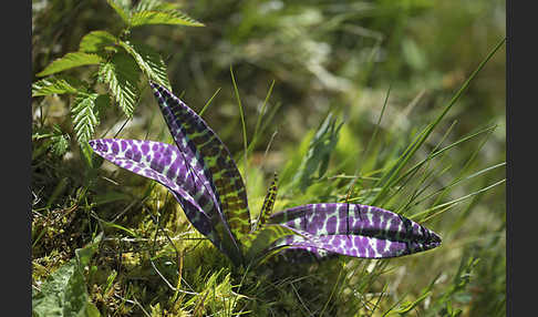 Breitblättrige Kuckucksblume (Dactylorhiza majalis)