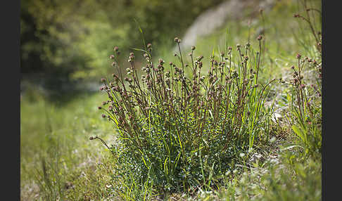 Kleiner Wiesenknopf (Sanguisorba minor)