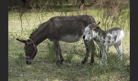 Hausesel (Equus asinus)