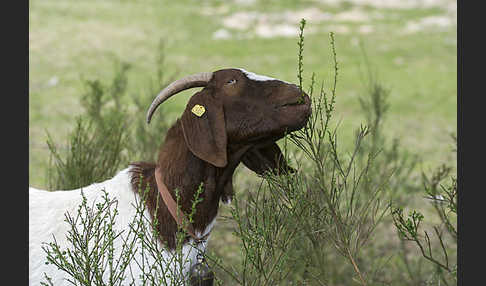 Burenziege (Capra aegagrus hircus sspec.1)