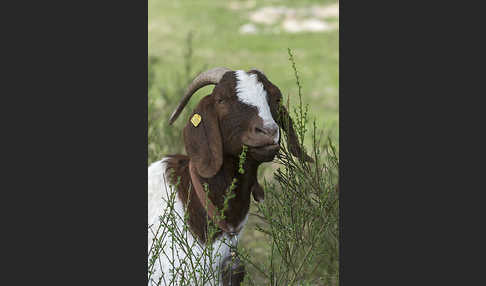 Burenziege (Capra aegagrus hircus sspec.1)