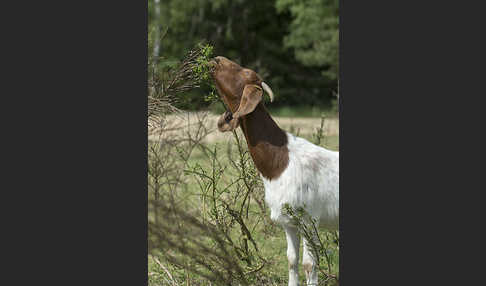 Burenziege (Capra aegagrus hircus sspec.1)