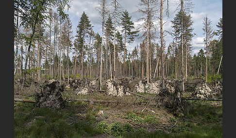 Intensive Forstwirtschaft (intensive forestry)