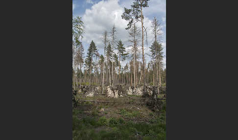 Intensive Forstwirtschaft (intensive forestry)