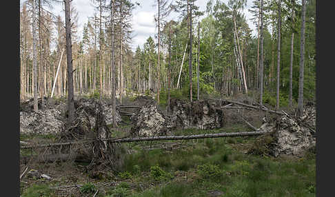 Intensive Forstwirtschaft (intensive forestry)