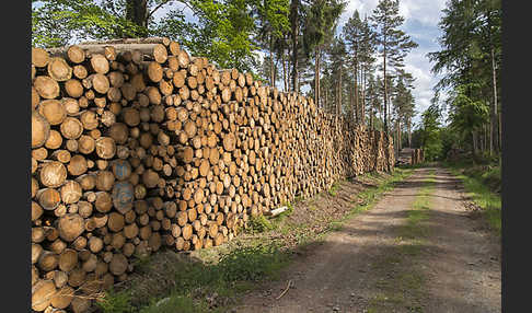 Intensive Forstwirtschaft (intensive forestry)