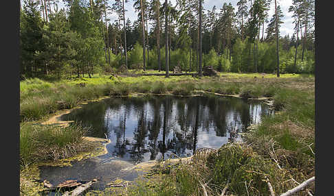 Thüringen (Thuringia)