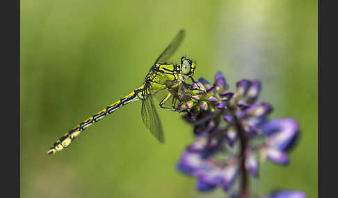 Grüne Keiljungfer (Ophiogomphus cecilia)