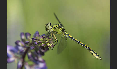 Grüne Keiljungfer (Ophiogomphus cecilia)