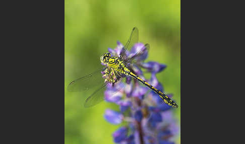 Grüne Keiljungfer (Ophiogomphus cecilia)