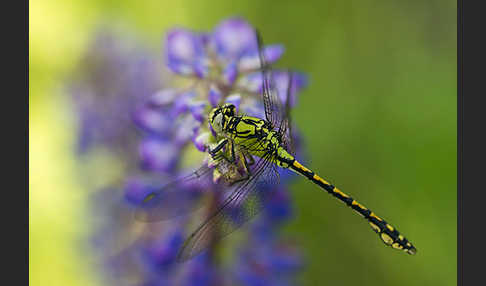 Grüne Keiljungfer (Ophiogomphus cecilia)