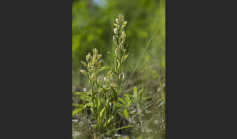 Bleiches Waldvögelein (Cephalanthera damasonium)