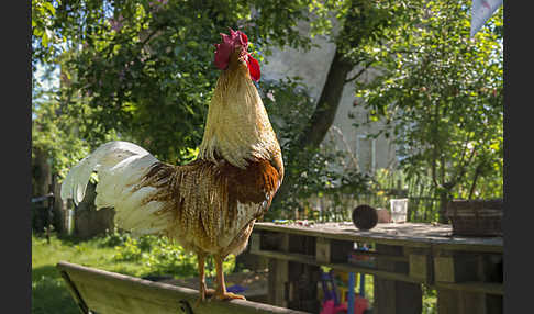 Haushuhn (Gallus gallus domesticus)