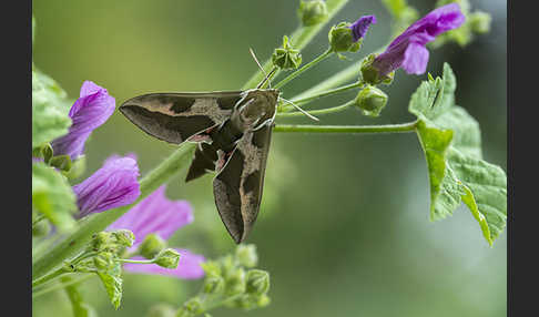 Wolfsmilchschwärmer (Hyles euphorbiae)