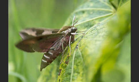 Wolfsmilchschwärmer (Hyles euphorbiae)