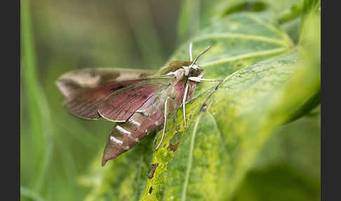 Wolfsmilchschwärmer (Hyles euphorbiae)