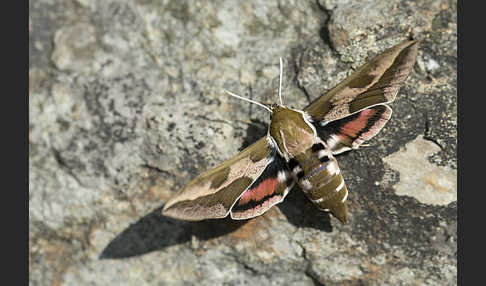 Wolfsmilchschwärmer (Hyles euphorbiae)