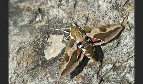 Wolfsmilchschwärmer (Hyles euphorbiae)