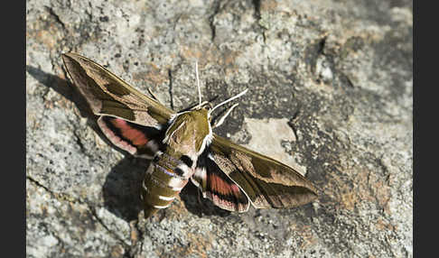 Wolfsmilchschwärmer (Hyles euphorbiae)