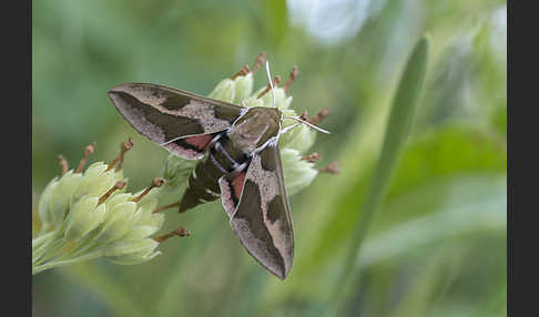 Wolfsmilchschwärmer (Hyles euphorbiae)