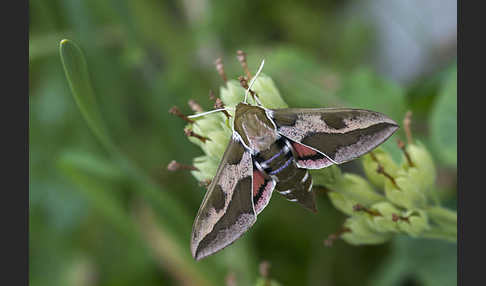 Wolfsmilchschwärmer (Hyles euphorbiae)