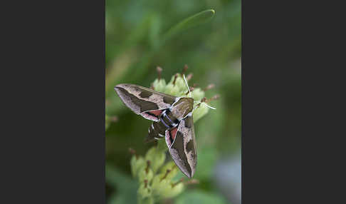 Wolfsmilchschwärmer (Hyles euphorbiae)